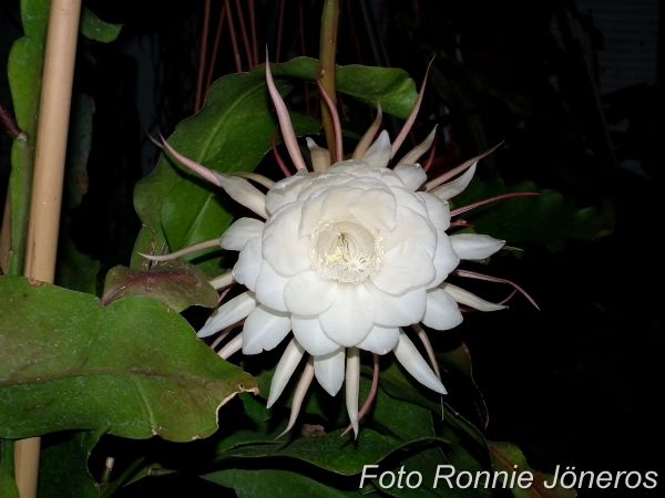 Epiphyllum oxypetalum